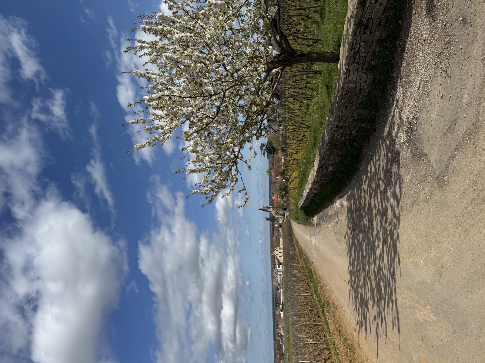 Chemin viticole entre deux villages bourguignons au printemps